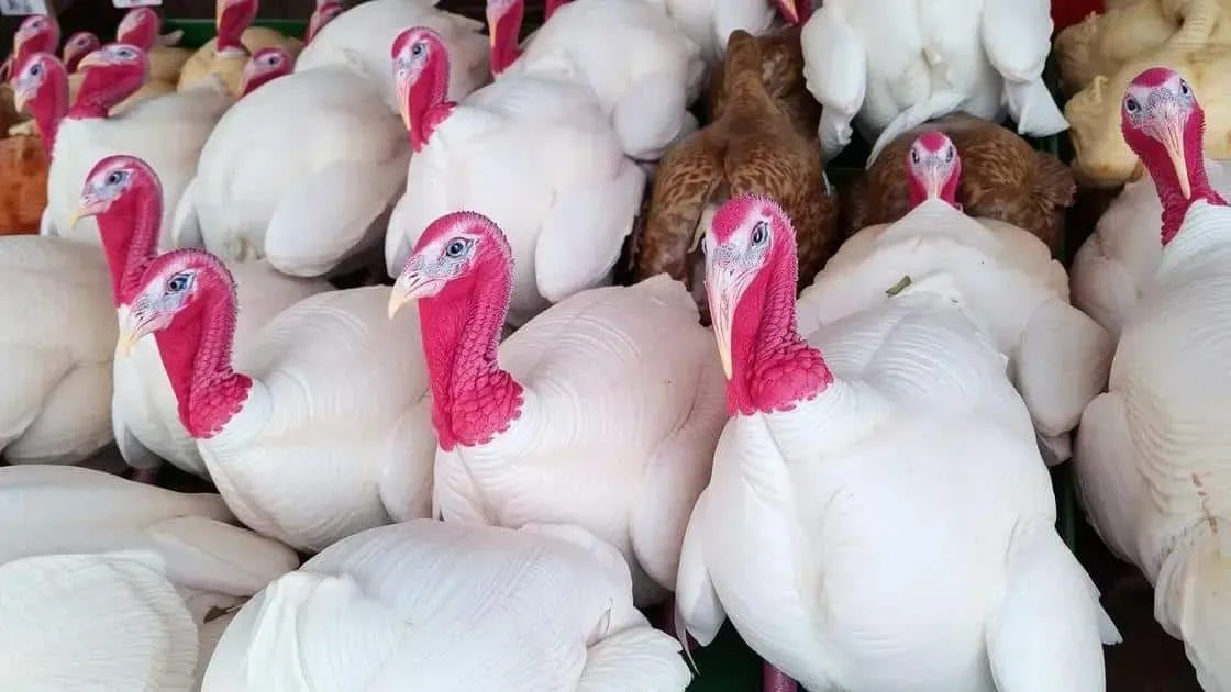 Turkeys in a farm enclosure Turkeys in a farm enclosure